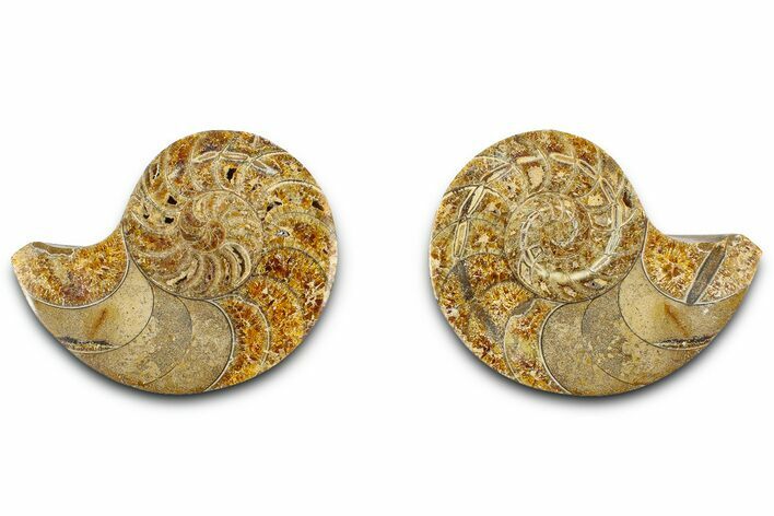Jurassic Cut & Polished Nautilus (Cymatoceras) Fossil -Madagascar #365519